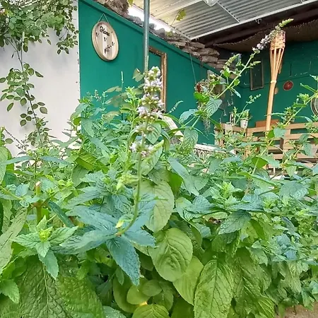 Bas Bastica * Kladovo