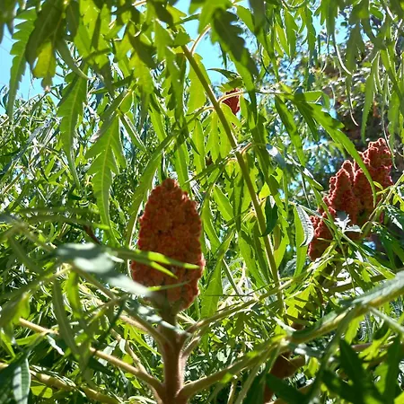 Homestay Bas Bastica