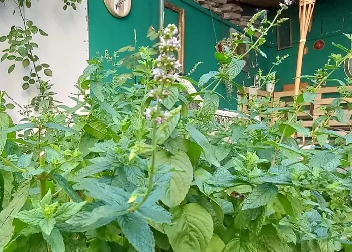 Bas Bastica * קלדאבו