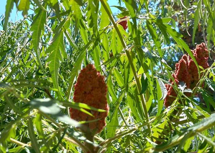 בית אירוח Bas Bastica