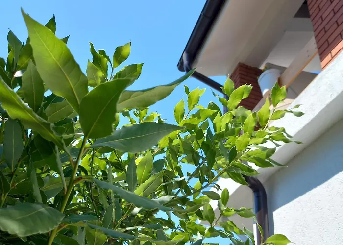 בית אירוח Bas Bastica קלדאבו